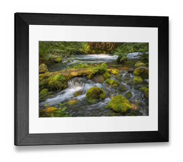 Framed Print : Small waterfall cascades over mossy rocks and logs in Olallie Creek near McKenzie River Framed Print : Small waterfall cascades over mossy rocks and logs in Olallie Creek near McKenzie River