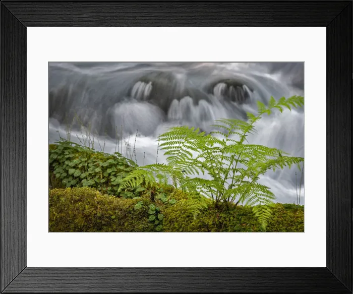 Framed Print : Small waterfall behind a fern in Olallie Creek near McKenzie River Framed Print : Small waterfall behind a fern in Olallie Creek near McKenzie River