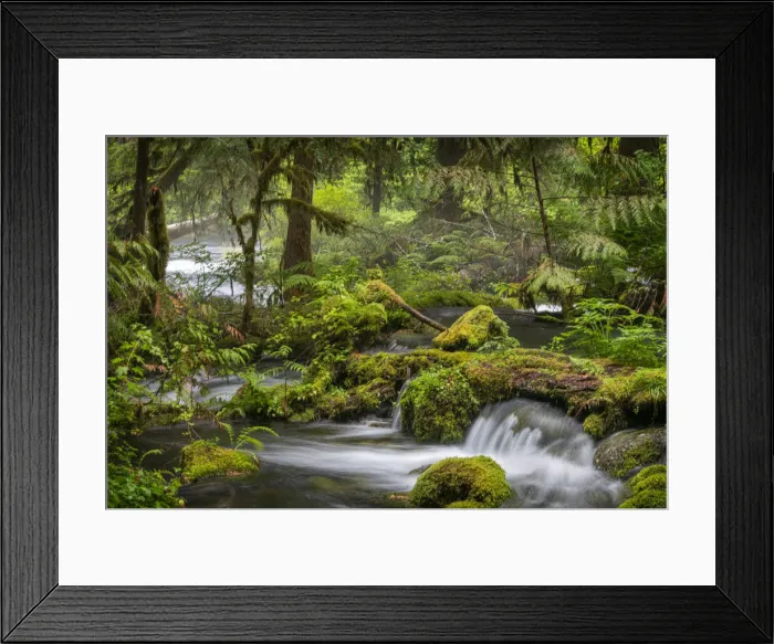 Framed Print : Small waterfall cascades over mossy log and rocks in Olallie Creek near McKenzie River