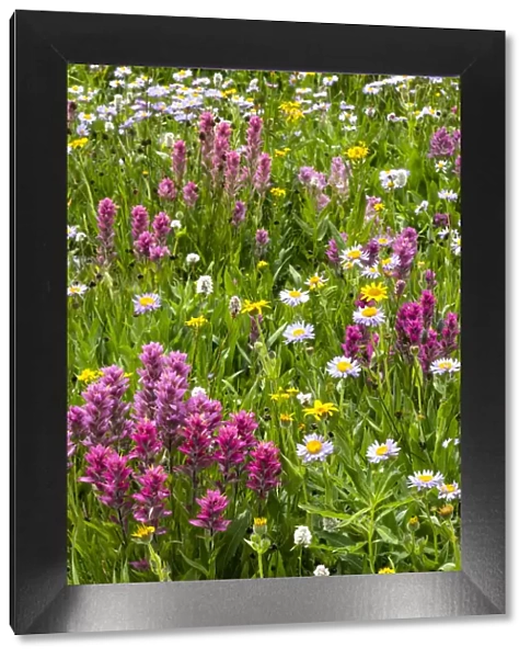 USA, Wyoming. Blooming alpine wildflowers, Beartooth Highway