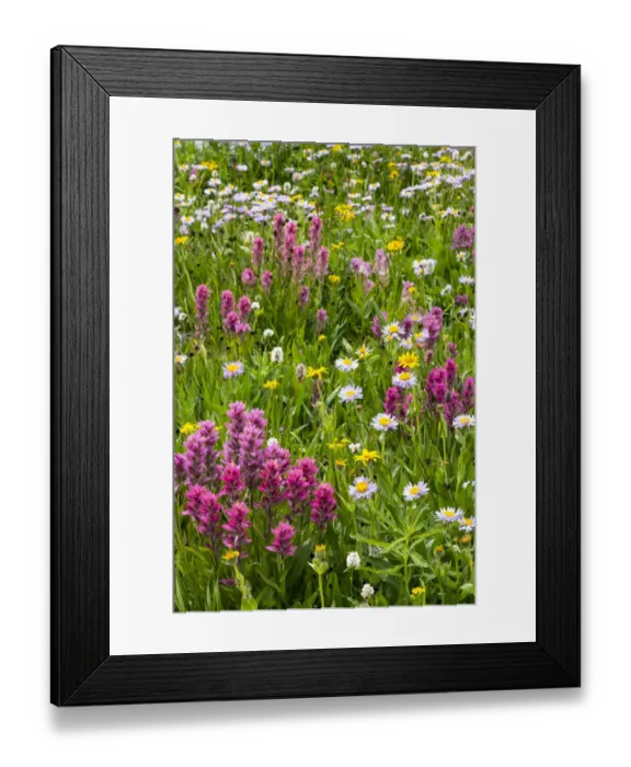 Framed Print : USA, Wyoming. Blooming alpine wildflowers, Beartooth Highway Framed Print : USA, Wyoming. Blooming alpine wildflowers, Beartooth Highway