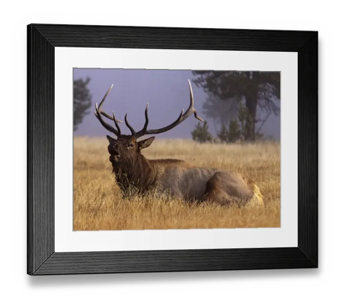 Framed Print : Wyoming, Yellowstone National Park, Roosevelt bull elk, bugling in meadow Framed Print : Wyoming, Yellowstone National Park, Roosevelt bull elk, bugling in meadow
