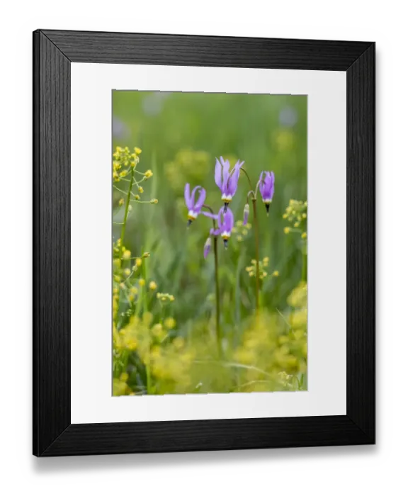 Framed Print : USA, Wyoming. Shooting star (Dodecatheon sp. ), in a meadow, Yellowstone National Park Framed Print : USA, Wyoming. Shooting star (Dodecatheon sp. ), in a meadow, Yellowstone National Park