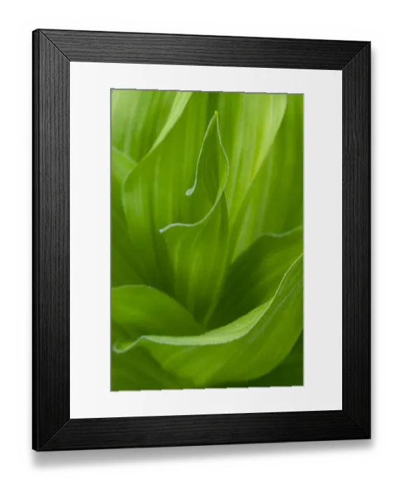 Framed Print : USA, Wyoming. False Hellebore leaves detail, Teton National Forest
