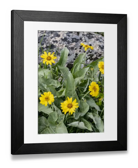 Framed Print : USA, Wyoming. Arrowleaf balsamroot (Balsamorhiza sagittata) growing in a boulder field Framed Print : USA, Wyoming. Arrowleaf balsamroot (Balsamorhiza sagittata) growing in a boulder field