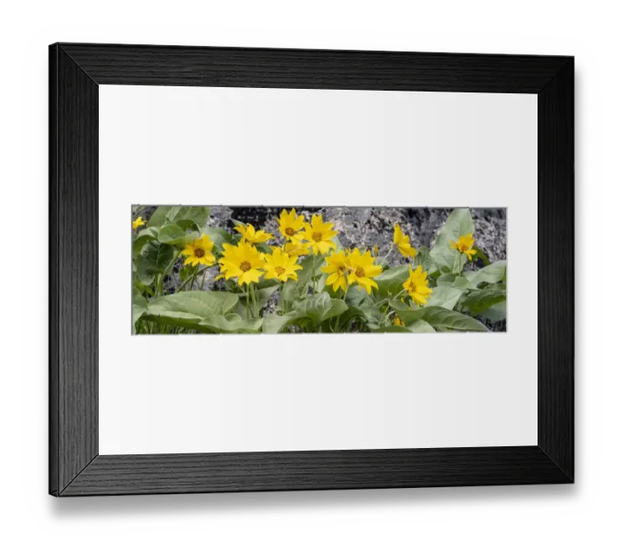 Framed Print : USA, Wyoming. Arrowleaf balsamroot (Balsamorhiza sagittata) growing in a boulder field