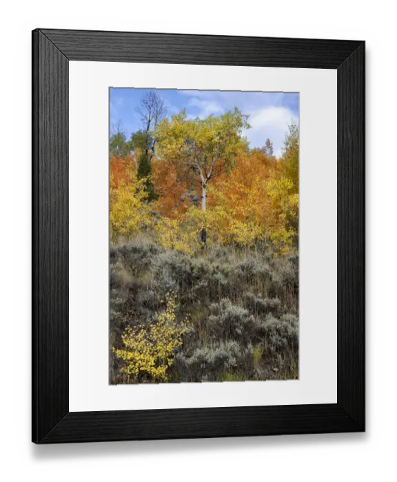Framed Print : USA, Wyoming. Colorful autumn foliage, Grand Teton National Park