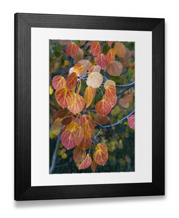 Framed Print : USA, Wyoming. Colorful autumn foliage, detail aspen leaves, Grand Teton National Park
