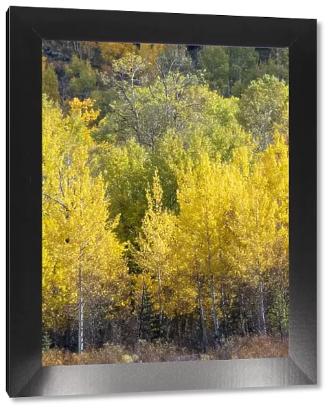 USA, Wyoming. Vertical Panoramic. Colorful autumn foliage, Grand Teton National Park
