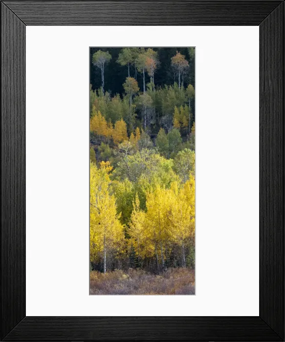 Framed Print : USA, Wyoming. Vertical Panoramic. Colorful autumn foliage, Grand Teton National Park Framed Print : USA, Wyoming. Vertical Panoramic. Colorful autumn foliage, Grand Teton National Park