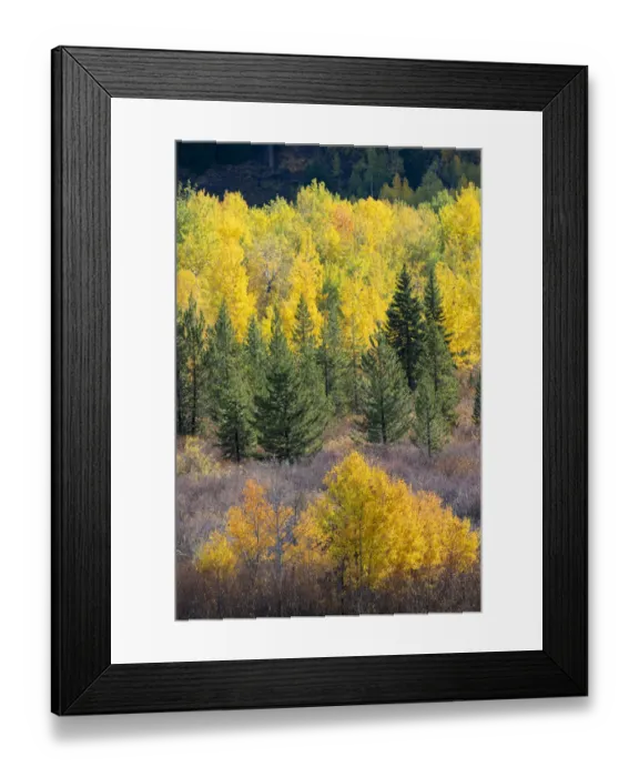 Framed Print : USA, Wyoming. Colorful autumn foliage, Grand Teton National Park