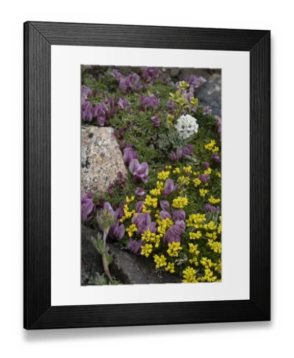 Framed Print : USA, Wyoming. Yellowstone Draba, Alpine Smelowskia and dwarf clover, Beartooth Pass