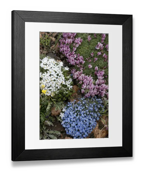 Framed Print : USA, Wyoming. Alpine forget-me-not, dwarf clover and Alpine Phlox, Beartooth Pass