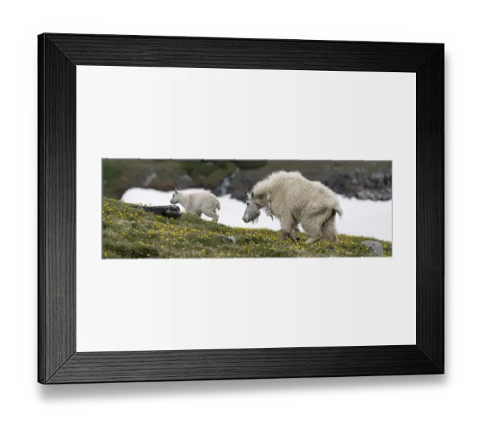 Framed Print : USA, Wyoming. Adult and kid, Mountain goat, Beartooth Pass