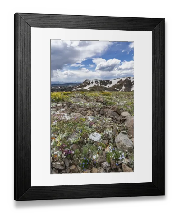 Framed Print : USA, Wyoming. An alpine meadow of wildflowers and boulders with clouds, Beartooth Pass