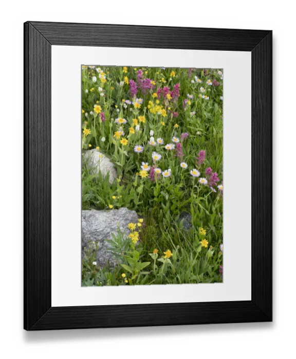 Framed Print : USA, Wyoming. Blooming alpine wildflowers, Beartooth Highway Framed Print : USA, Wyoming. Blooming alpine wildflowers, Beartooth Highway