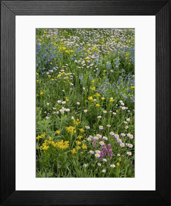 Framed Print : USA, Wyoming. Blooming alpine wildflowers, Beartooth Highway Framed Print : USA, Wyoming. Blooming alpine wildflowers, Beartooth Highway