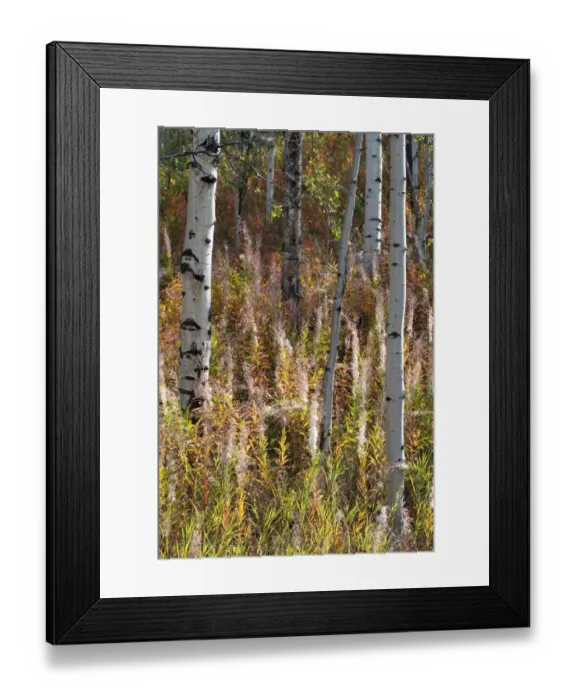 Framed Print : USA, Wyoming. Aspen and fireweed, Medicine Bow National Forest