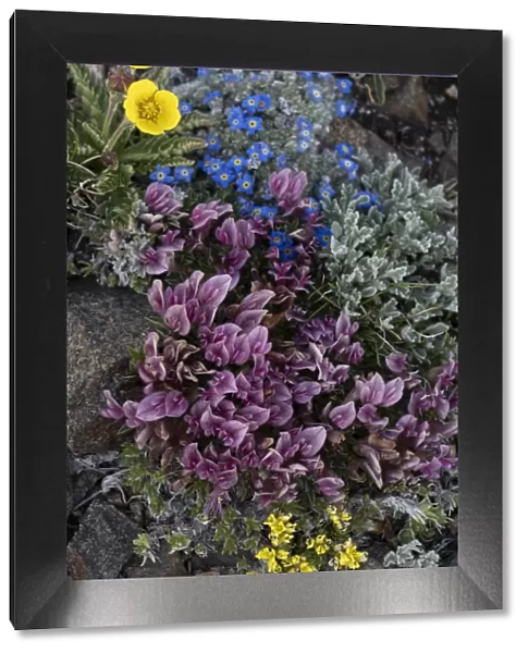 USA, Wyoming. Alpine forget-me-not and dwarf clover, Beartooth Pass