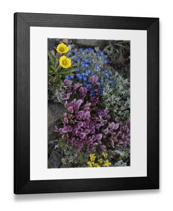 Framed Print : USA, Wyoming. Alpine forget-me-not and dwarf clover, Beartooth Pass Framed Print : USA, Wyoming. Alpine forget-me-not and dwarf clover, Beartooth Pass