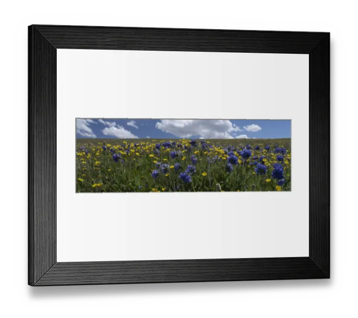 Framed Print : USA, Wyoming. Alpine Avens and Sky Pilot, meadow of wildflowers with clouds, Panoramic
