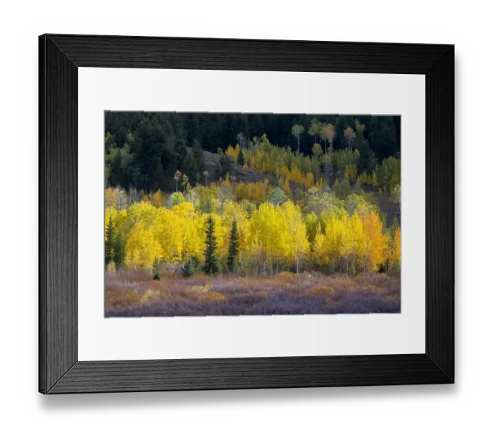 Framed Print : USA, Wyoming. Colorful autumn foliage, Grand Teton National Park
