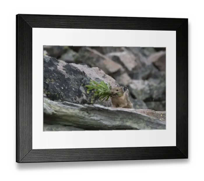 Framed Print : USA, Wyoming. Pika gathering vegetation, Bridger Teton National Forest Framed Print : USA, Wyoming. Pika gathering vegetation, Bridger Teton National Forest