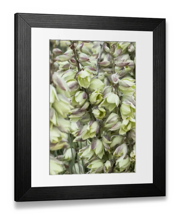 Framed Print : USA, Wyoming. Yucca blossoms, Bighorn Canyon National Recreation Area Framed Print : USA, Wyoming. Yucca blossoms, Bighorn Canyon National Recreation Area