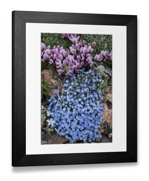 Framed Print : USA, Wyoming. Alpine forget-me-not and dwarf clover, Beartooth Pass