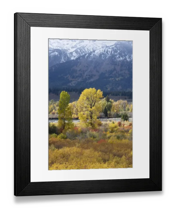 Framed Print : USA, Wyoming. Colorful autumn foliage along the Snake River, Grand Teton National Park Framed Print : USA, Wyoming. Colorful autumn foliage along the Snake River, Grand Teton National Park