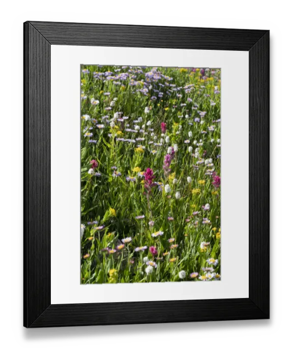 Framed Print : USA, Wyoming. Blooming alpine wildflowers, Beartooth Highway