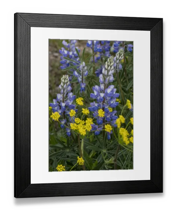 Framed Print : USA, Wyoming. Nineleaf Biscuitroot (Lomatium triternatum) and Lupine (Lupinus sp Framed Print : USA, Wyoming. Nineleaf Biscuitroot (Lomatium triternatum) and Lupine (Lupinus sp