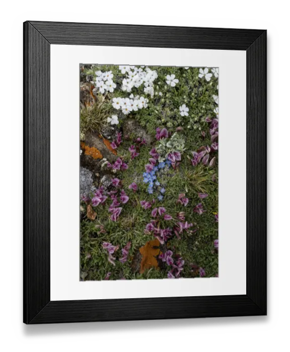 Framed Print : USA, Wyoming. Alpine wildflowers growing among rocks, Beartooth Pass Framed Print : USA, Wyoming. Alpine wildflowers growing among rocks, Beartooth Pass