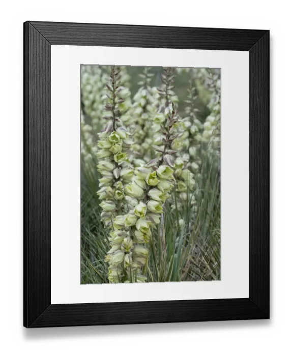 Framed Print : USA, Wyoming. Yucca blossoms, Bighorn Canyon National Recreation Area Framed Print : USA, Wyoming. Yucca blossoms, Bighorn Canyon National Recreation Area