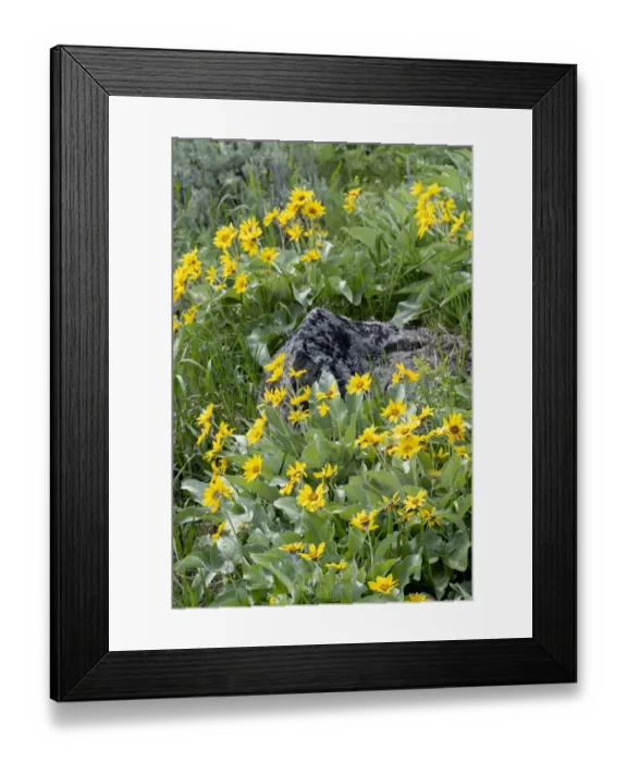 Framed Print : USA, Wyoming. Arrowleaf balsamroot (Balsamorhiza sagittata) growing in a boulder field Framed Print : USA, Wyoming. Arrowleaf balsamroot (Balsamorhiza sagittata) growing in a boulder field