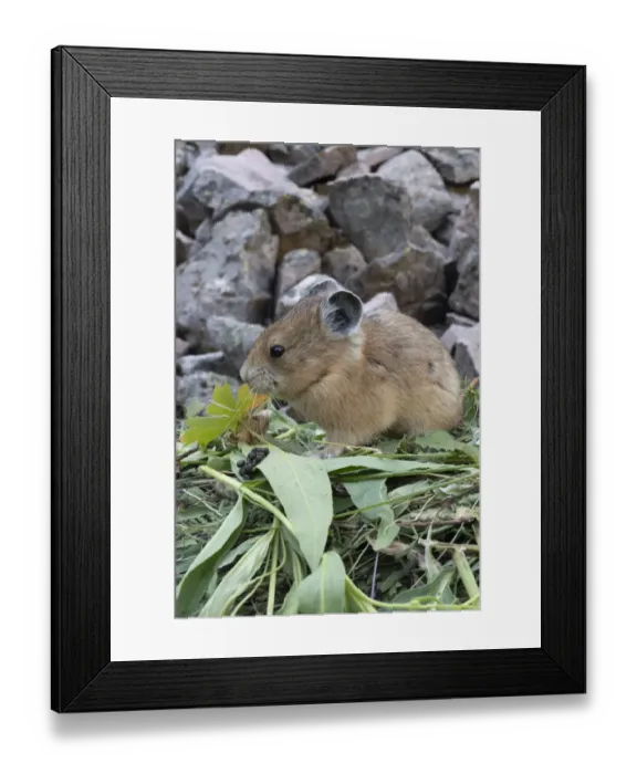 Framed Print : USA, Wyoming. Pika gathering vegetation, Bridger Teton National Forest Framed Print : USA, Wyoming. Pika gathering vegetation, Bridger Teton National Forest