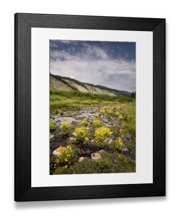 Framed Print : USA, Wyoming. Stream bed filled with Monkey flower, Bridger National Forest