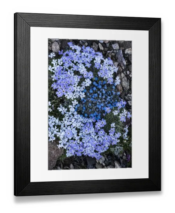 Framed Print : USA, Wyoming. Alpine forget-me-not and Alpine Phlox, Beartooth Pass Framed Print : USA, Wyoming. Alpine forget-me-not and Alpine Phlox, Beartooth Pass