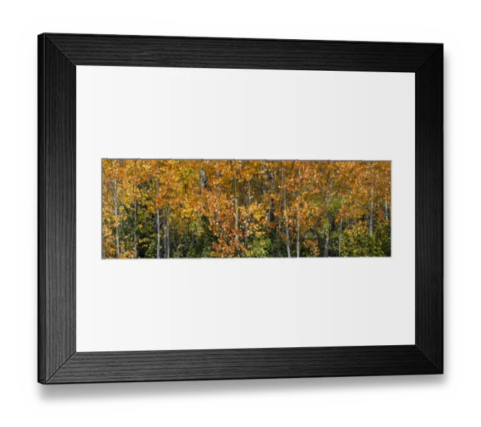 Framed Print : USA, Wyoming. Colorful autumn foliage, Grand Teton National Park