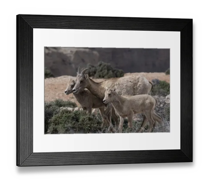 Framed Print : USA, Wyoming. Bighorn Sheep, Ewe and lambs, Bighorn Canyon National Recreation Area Framed Print : USA, Wyoming. Bighorn Sheep, Ewe and lambs, Bighorn Canyon National Recreation Area