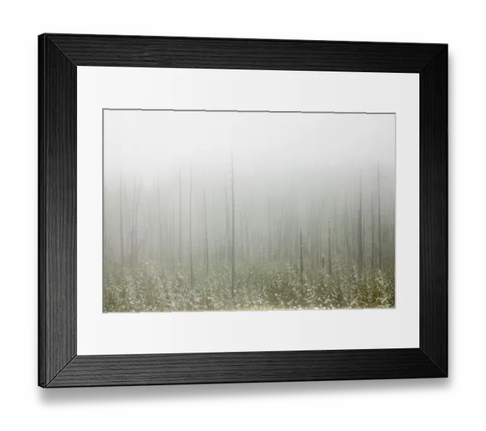 Framed Print : Early autumn snowfall, Yellowstone National Park, Wyoming Framed Print : Early autumn snowfall, Yellowstone National Park, Wyoming