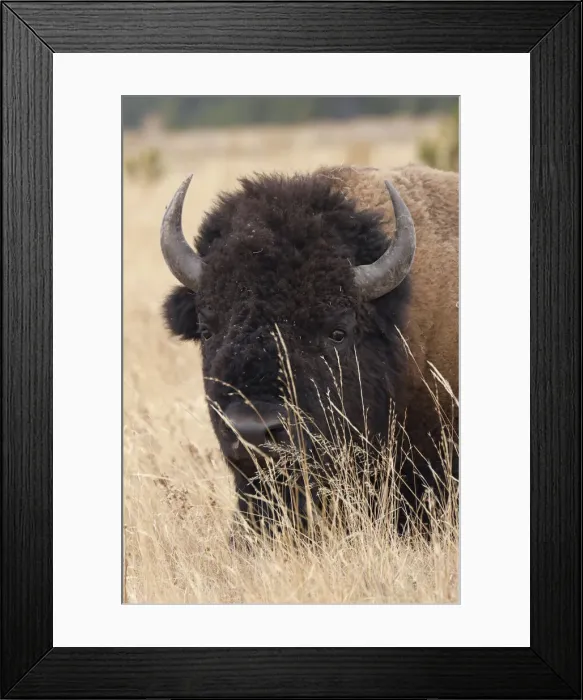 Framed Print : Bison resting in meadow of autumn grass, Yellowstone National Park, Wyoming, USA Framed Print : Bison resting in meadow of autumn grass, Yellowstone National Park, Wyoming, USA