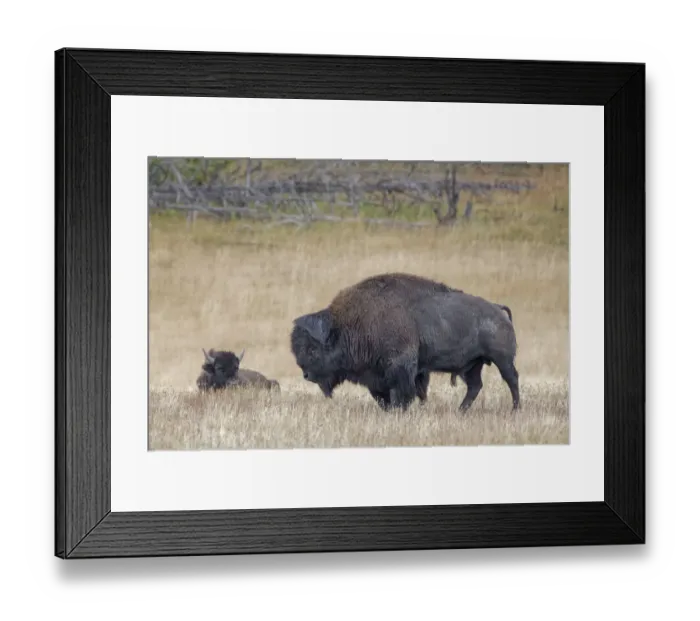 Framed Print : American Bison, Yellowstone National Park, Wyoming Framed Print : American Bison, Yellowstone National Park, Wyoming