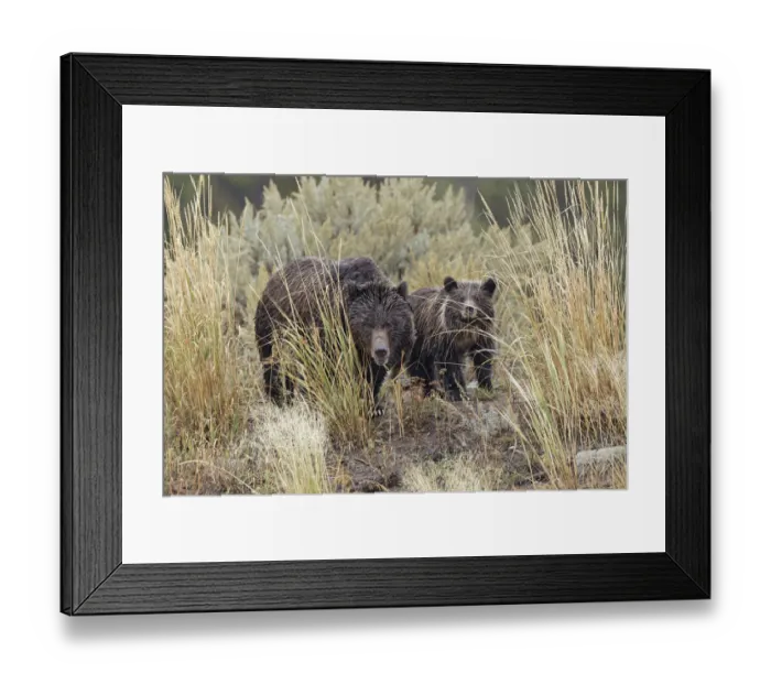 Framed Print : Female Grizzly bear (Brown Bear) with cub, Lamar Valley, Yellowstone National Park Framed Print : Female Grizzly bear (Brown Bear) with cub, Lamar Valley, Yellowstone National Park