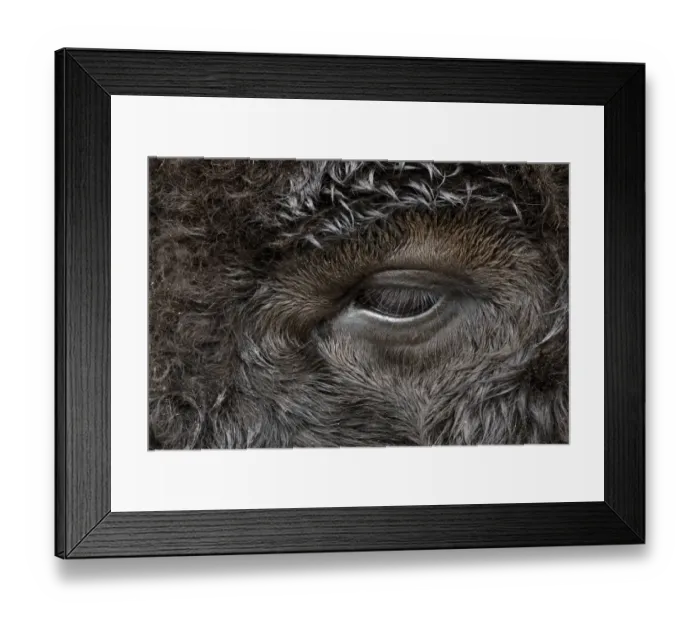 Framed Print : Close-up portrait of American Bison, Yellowstone National Park, Wyoming Framed Print : Close-up portrait of American Bison, Yellowstone National Park, Wyoming