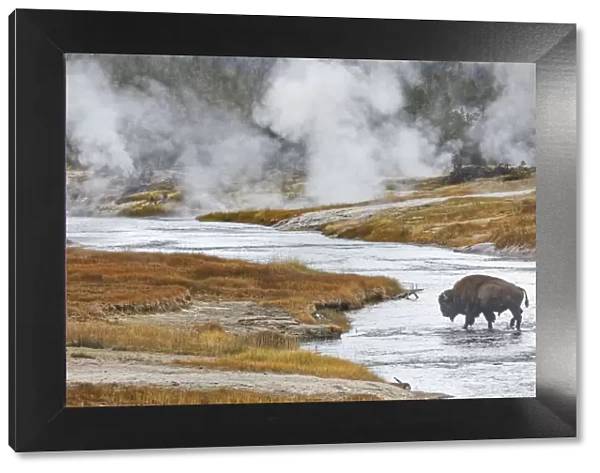 American Bison, crossing Firehole River, Upper Geyser Basin, Yellowstone National Park