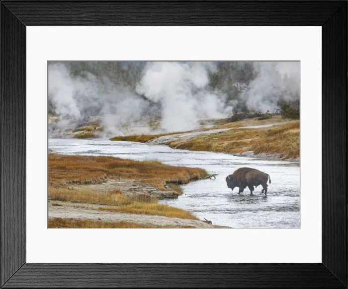 Framed Print : American Bison, crossing Firehole River, Upper Geyser Basin, Yellowstone National Park Framed Print : American Bison, crossing Firehole River, Upper Geyser Basin, Yellowstone National Park