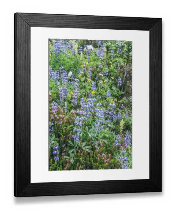 Framed Print : Washington State, Mt. Rainier National Park, Wildflowers Framed Print : Washington State, Mt. Rainier National Park, Wildflowers