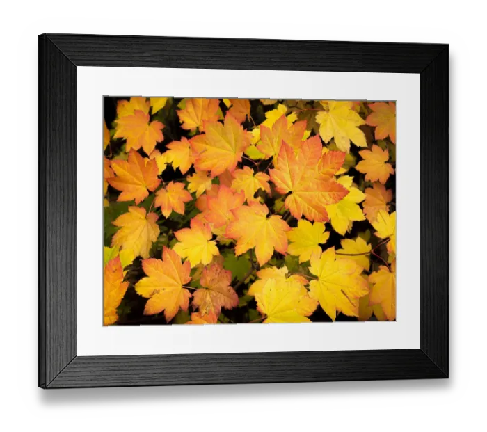 Framed Print : Cascade Mountains of Washington near the Wenatchee River, vine maple leaves
