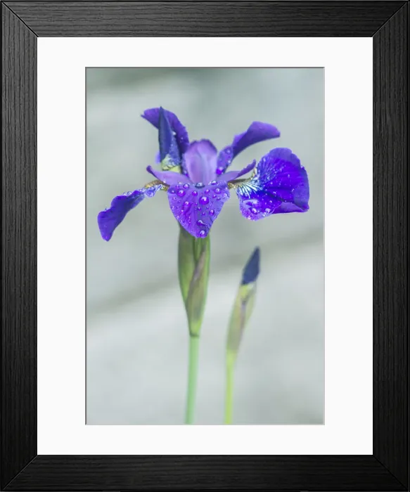 Framed Print : Iris, Bellevue, Washington State Framed Print : Iris, Bellevue, Washington State